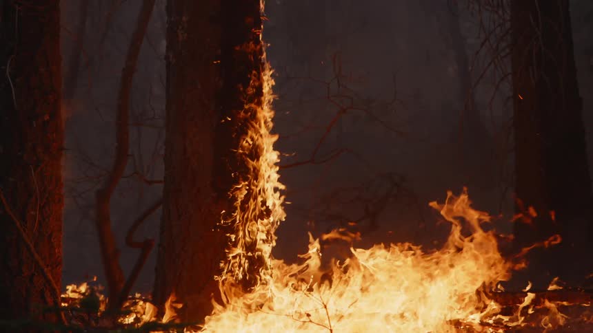 A forest fire burning at night flames climbing up a tall trees bark