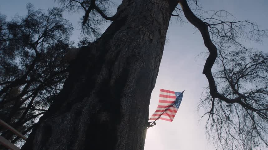 The sun shines brightly upon a tree with an american flag waving in the breeze