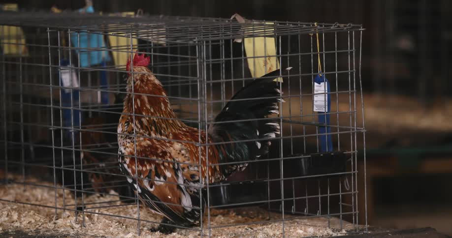 Chickens in cages