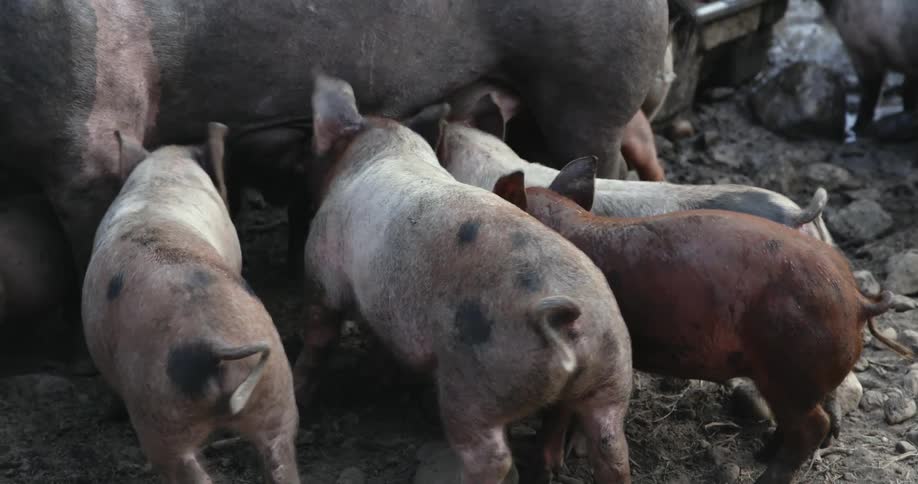 Piglets frantically nursing on mother pig at a farm