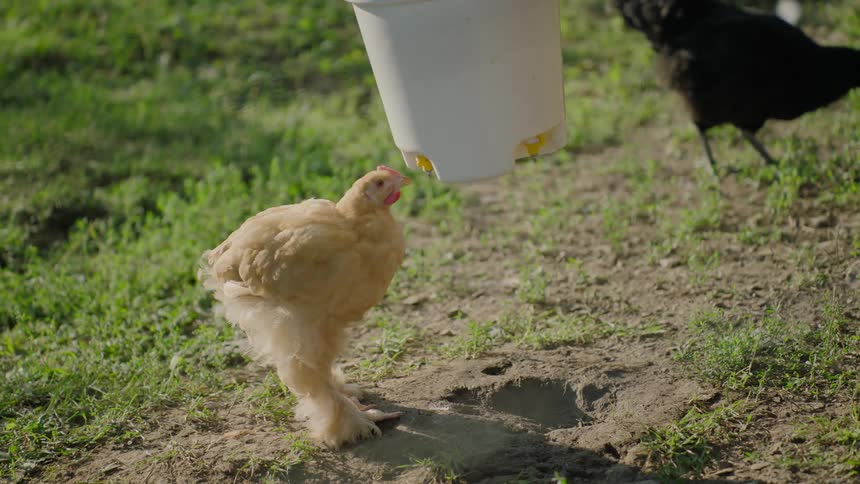 Close up of a yellow chicken drinking from a water dispenser on the field