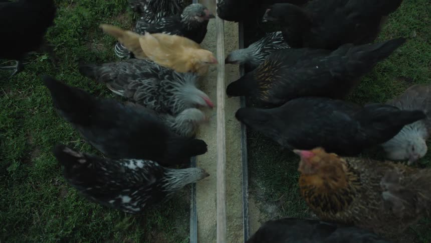 Chickens and roosters are eating with other birds on a farm