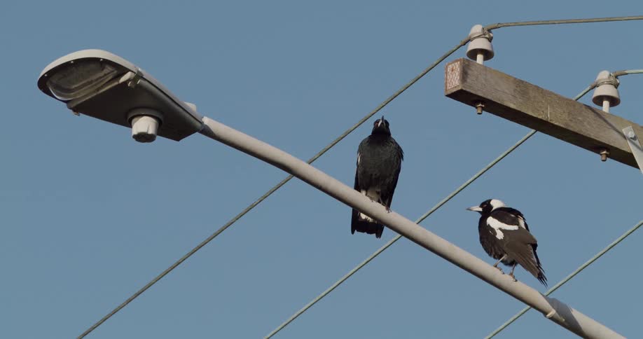 Birds perch on streetlight under power lines