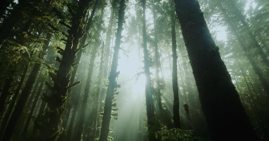 Moss grows on trees in the woods as the sun shines in a foggy sky