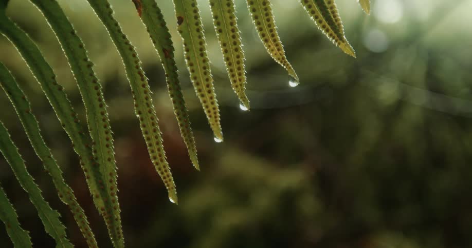 Water drops dripping from a fern leaf