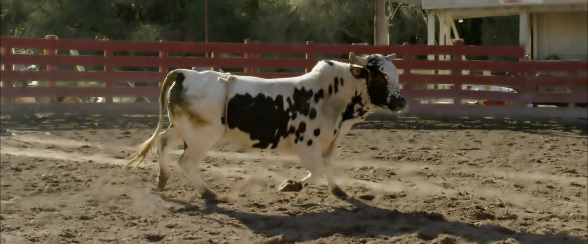 A bull paces inside a rodeo pen