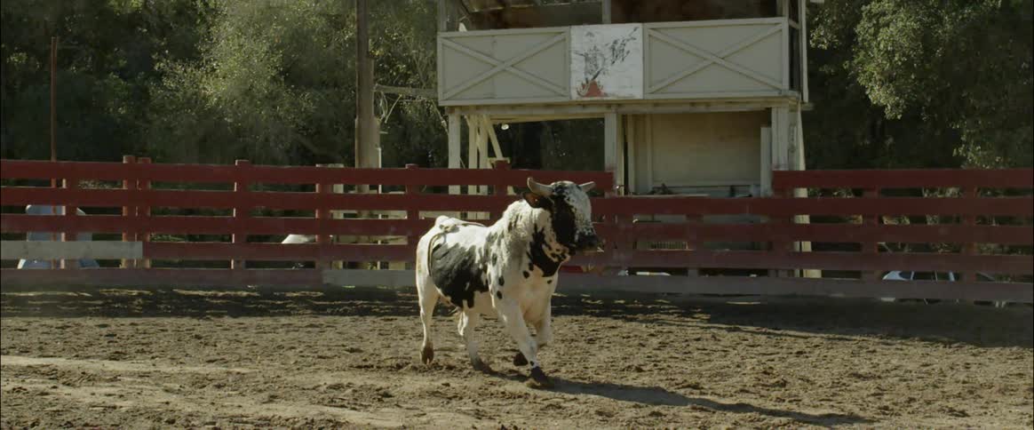 The large cow runs in the mud by the fence