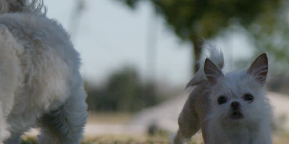 Two white dogs run next to each other