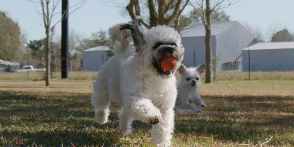 Two small dogs play outside