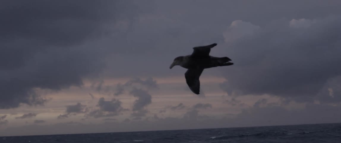 A bird soaring over the ocean at dusk with warm vivid colors in ultra slow motion