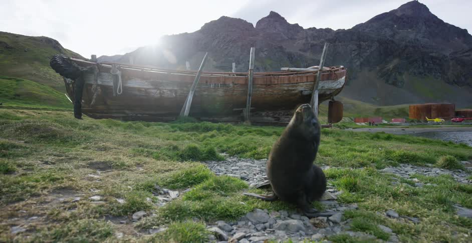 A sea lion standing on rocks and grass tilts its head back