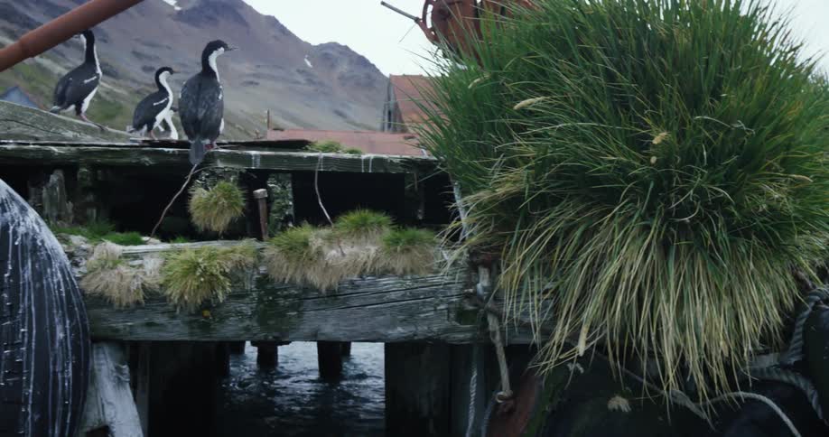 Birds are walking along the dock