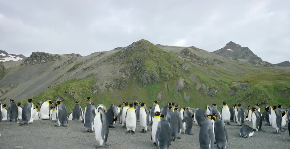 Penguins stand in a flock together