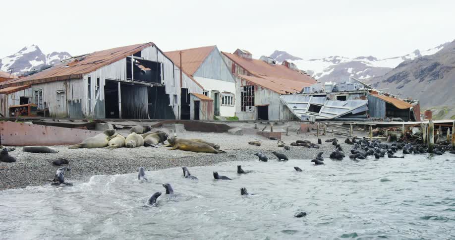 Seals on a rocky shore