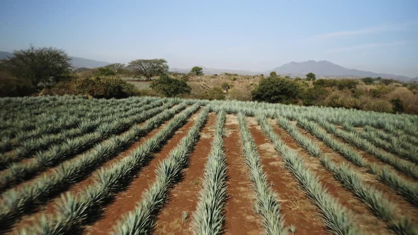 Neatly sown rows of agave crops are being grown in red soil in a rural landscape in Tequila, Mexico