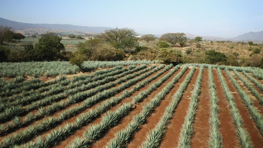 Perfectly lined agave fields in Tequila, Jalisco