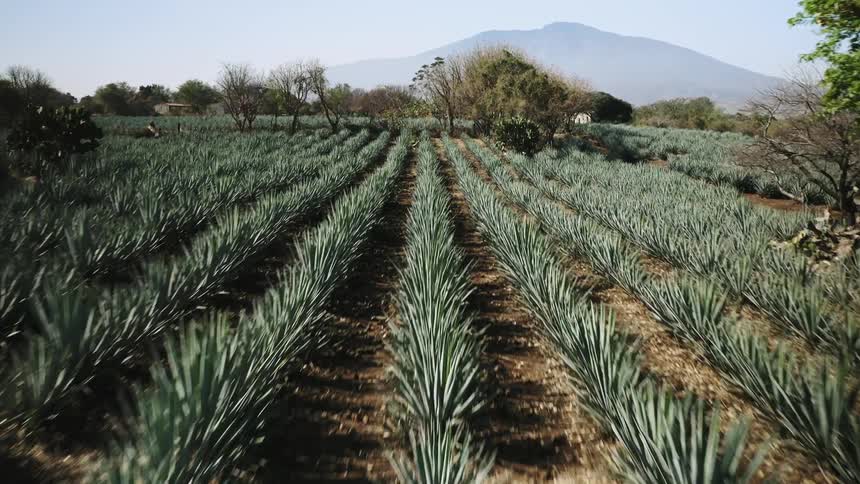 Aerial tilting view of rows of agave plants growing on a field at daytime