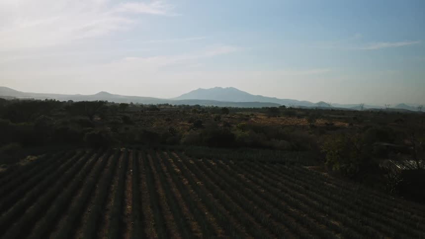 An agave distillery field surrounded by nature in Jalisco, Mexico