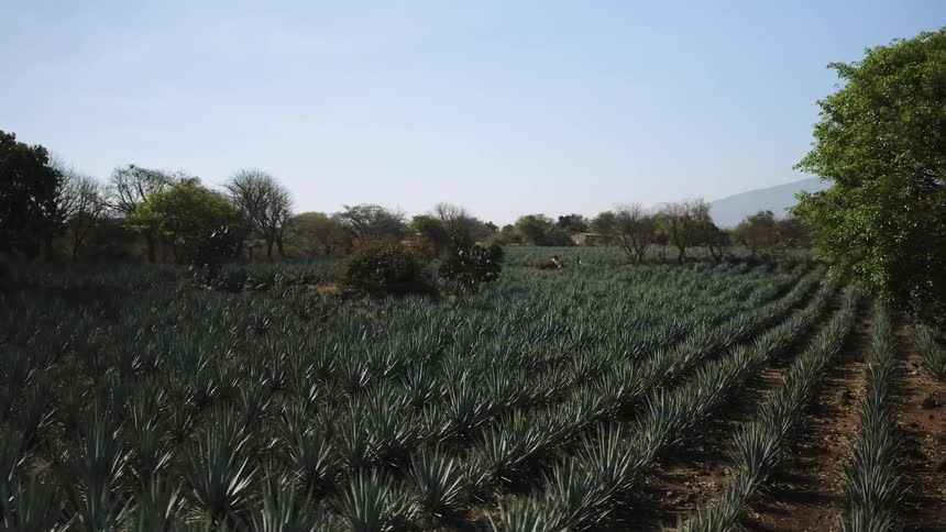 A tequila distillery agave field