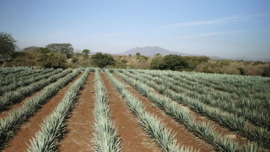Aerial orbiting view of rows of agave plants growing on a field at daytime