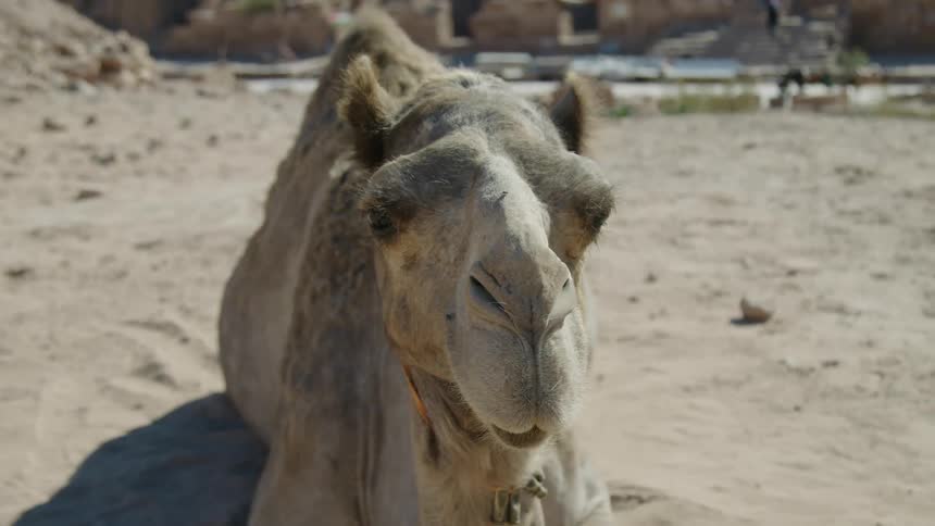 A camel lies on the ground on sandy soil near a building while facing the camera