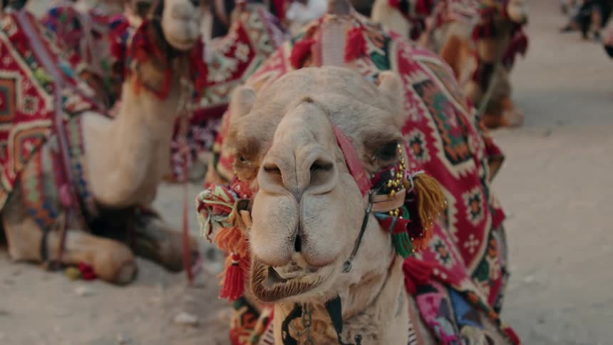 The view is of the desert and you can see camels