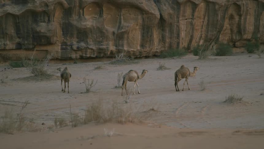 Herd of camels wandering next to a cliff in the desert at evening