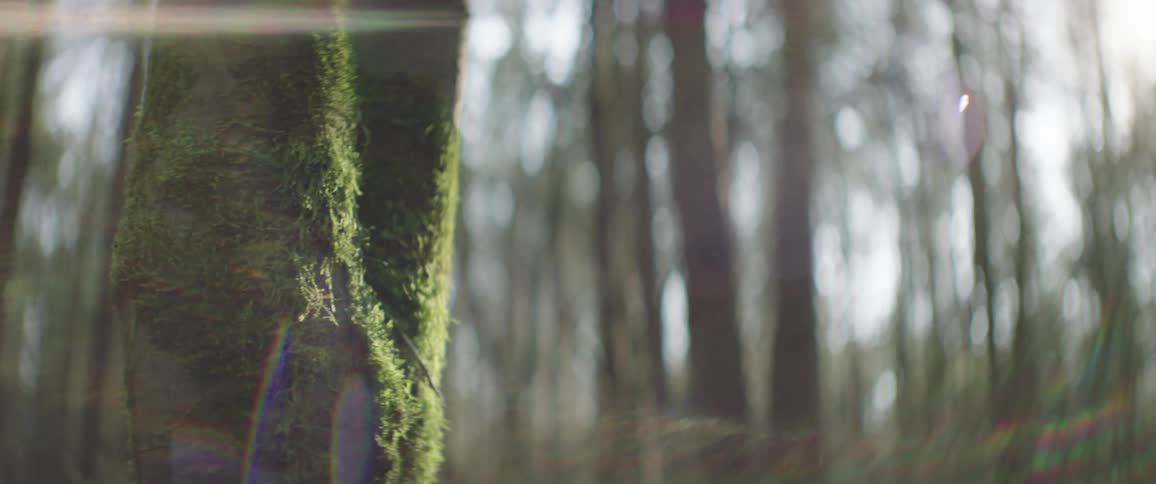A person walks through a forest
