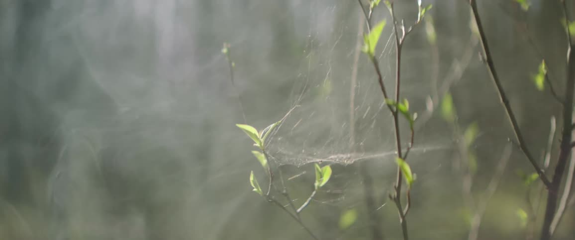 A spider web in tree branches