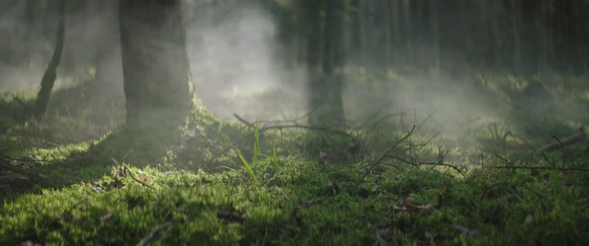 The smoke pours over the trees