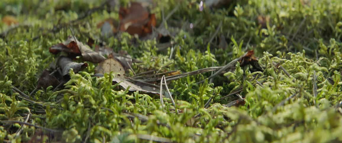 Leaves falling on grass