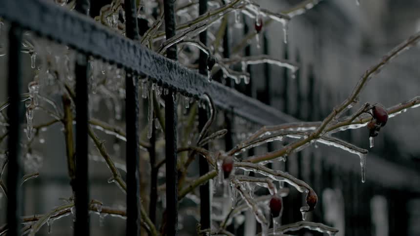 Branches frosted over with icicles poking through black metal fence