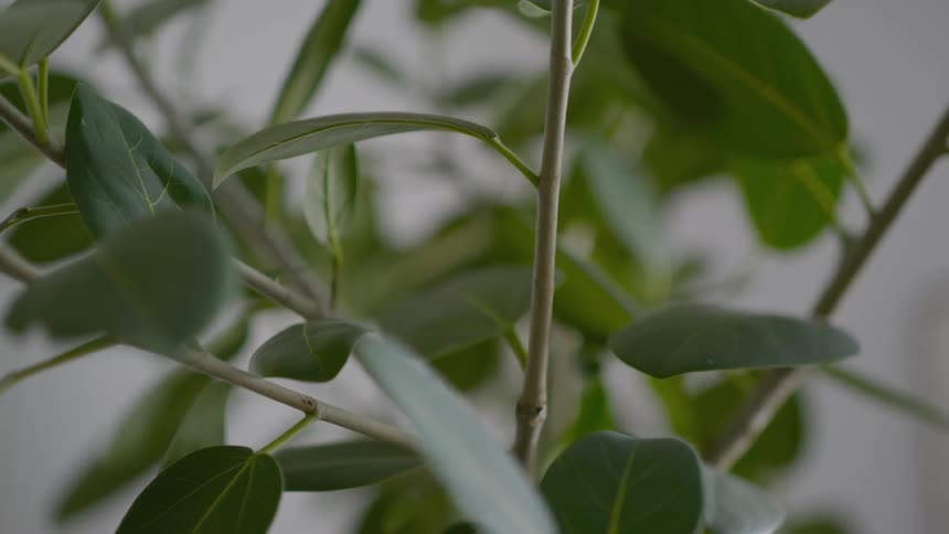 A closeup shot of a leafy green houseplant stood in a room with white walls