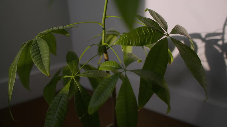 Green houseplant casts a shadow on white wall in room