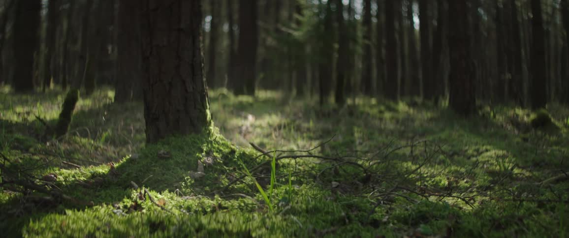 Trees in a forest