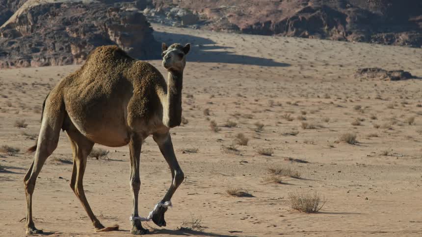 A camel on a sandy desert plain in front of rocky outcroppings walks toward the camera
