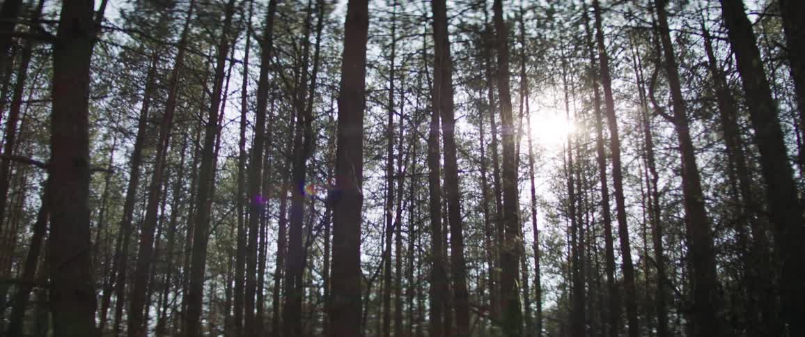 Trees in a forest