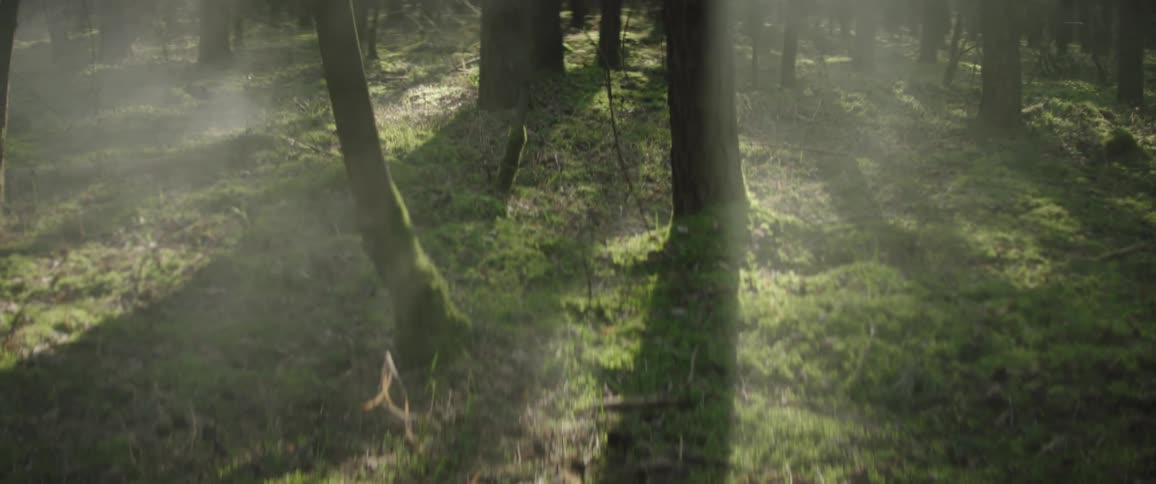 Mist floats by the trees under the bright sun