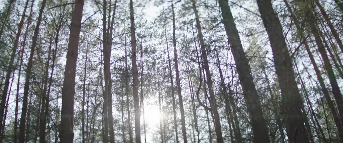 The sun shines through a forest of spindly trees