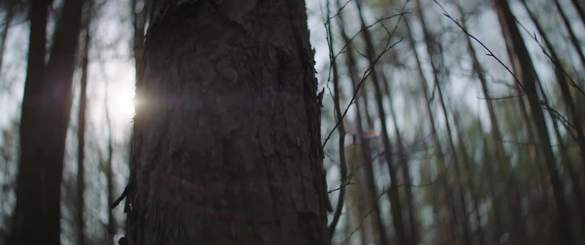 Close up of a tree in a forest