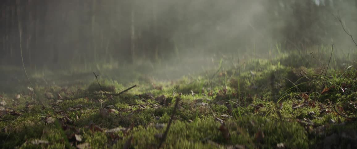 Fog moves across the ground of a forest