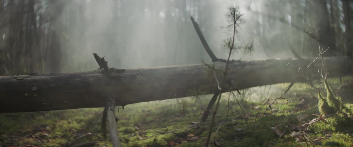 Smoke wafts through the air near a fallen tree in the forest