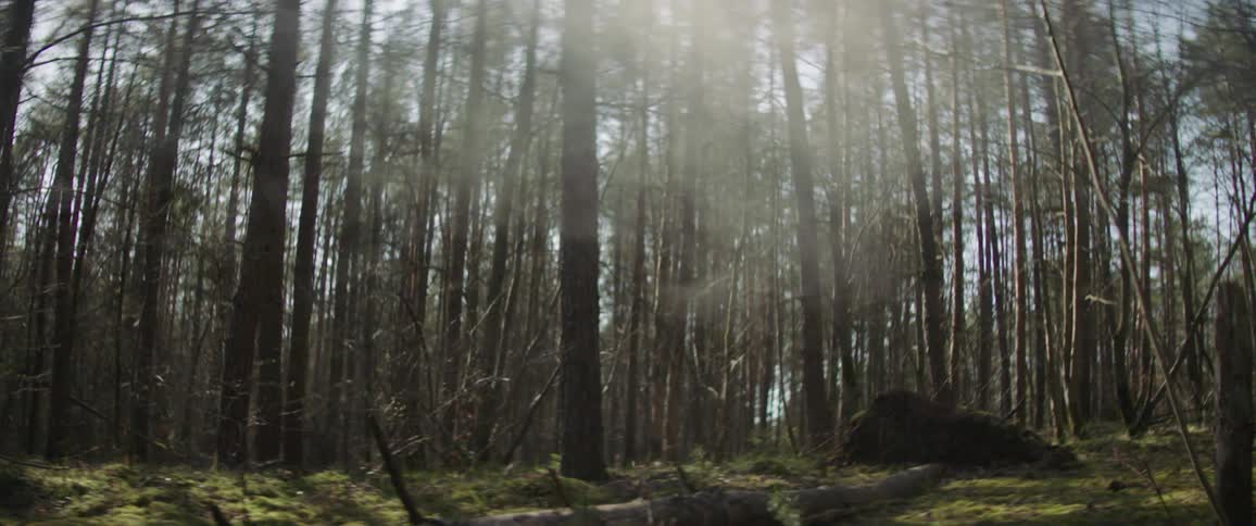 A fallen tree in a forest