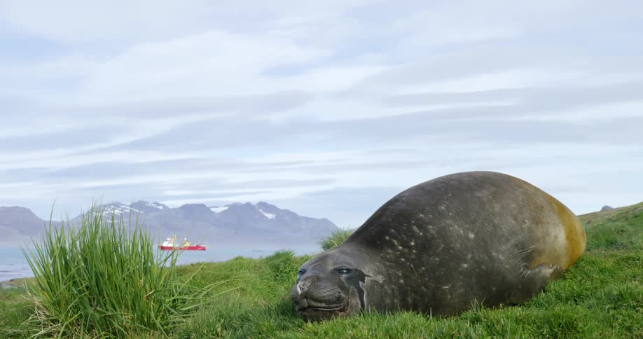 Seal lying in the grass at the water's edge