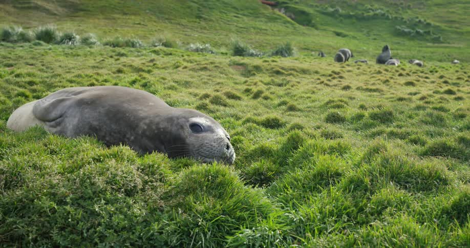 A seal lies in the grass