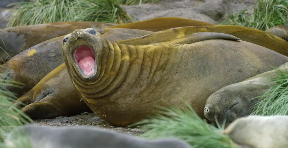 A sea lion yawning