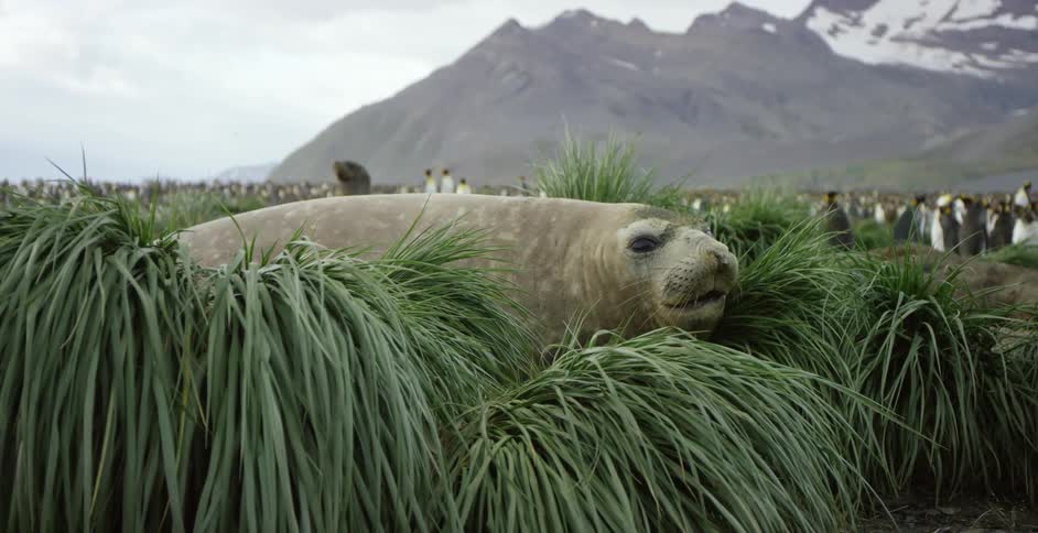 A seal is laying in some tall grass with penguins behind