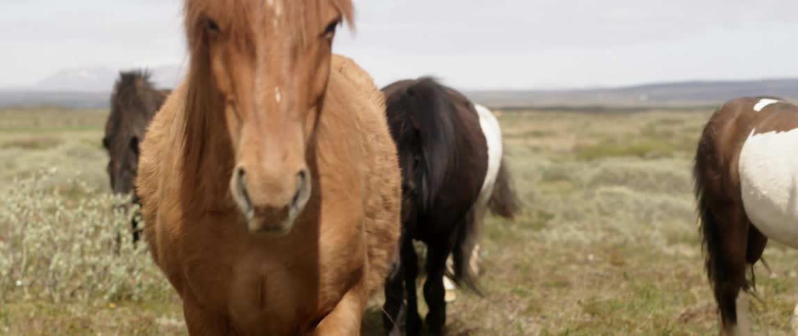 Horses walk through the grassy field