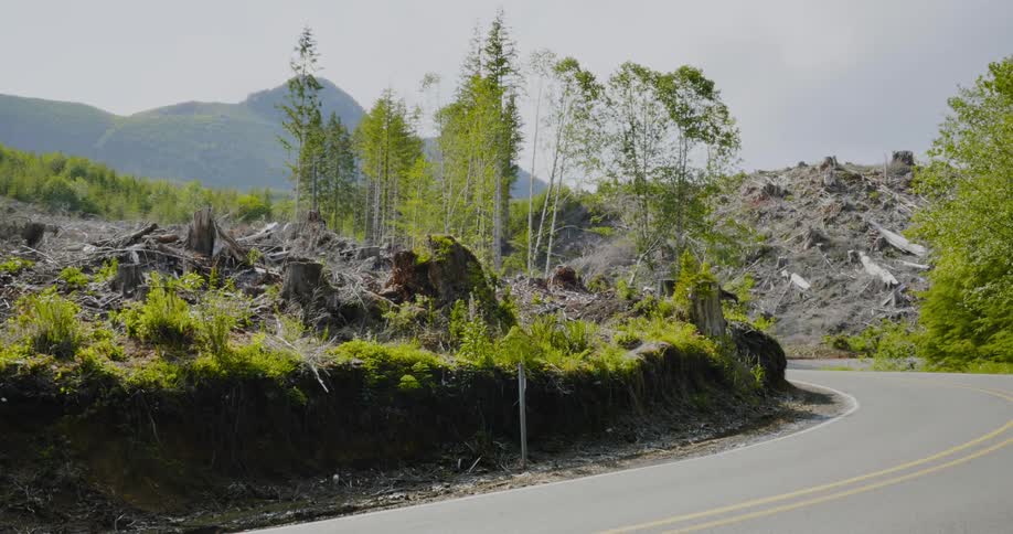 A road curves in the wilderness