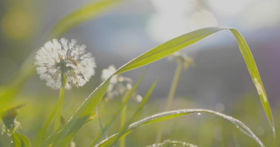A dandelion on a sunny day